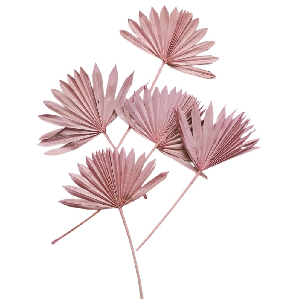 5 x Sun Palm stems, Desert Pink